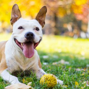 Servizio di veterinaria della Farmacia Marconi Valenzano